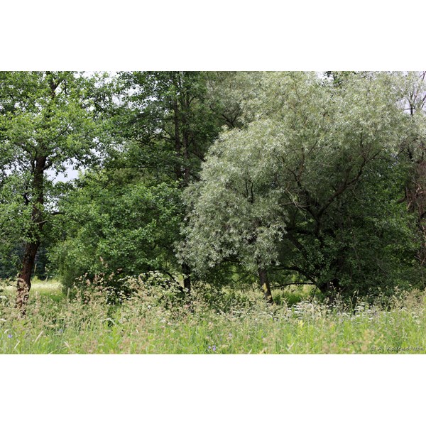 Ива белая (ветла)