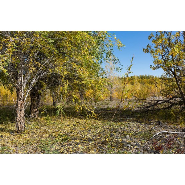 Чозения  арбутолистная (толокнянколистная)