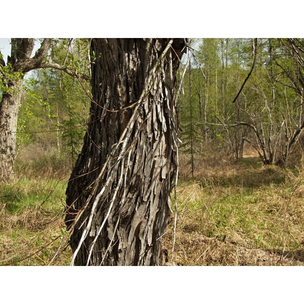 Чозения  арбутолистная (толокнянколистная)