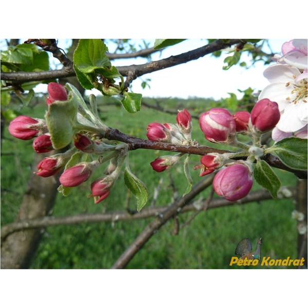 Яблоня лесная (дикая)