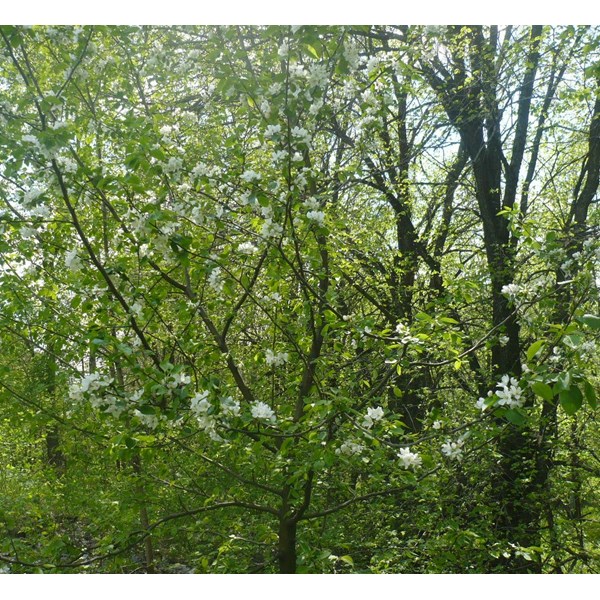 Яблоня лесная (дикая)