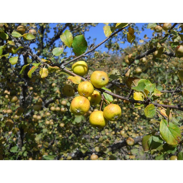 Яблоня лесная (дикая)