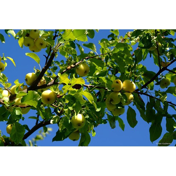Яблоня лесная (дикая)