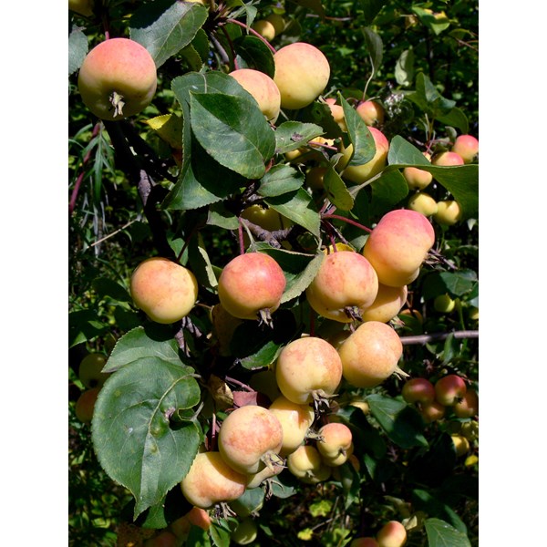 Яблоня лесная (дикая)