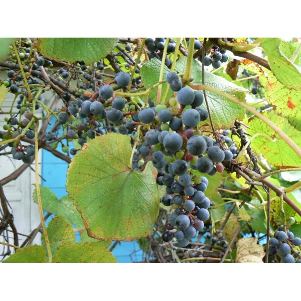 Виноград амурский