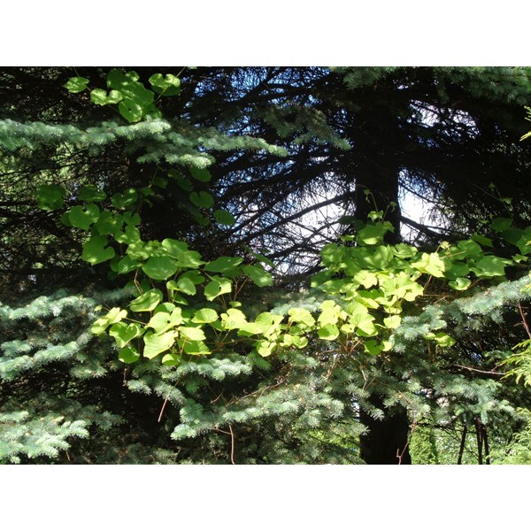 Виноград амурский