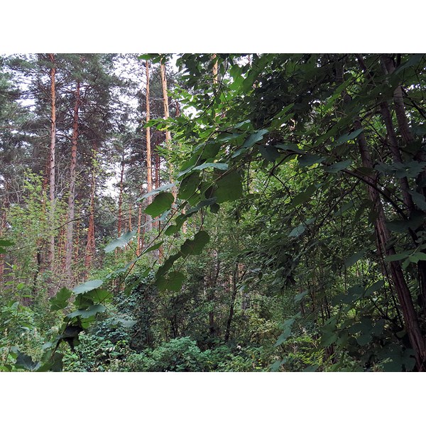 Виноград амурский