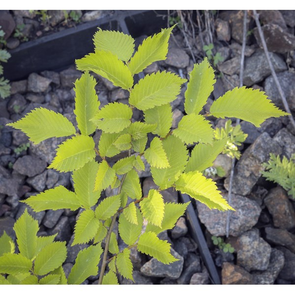 Вяз малый (пробковый)