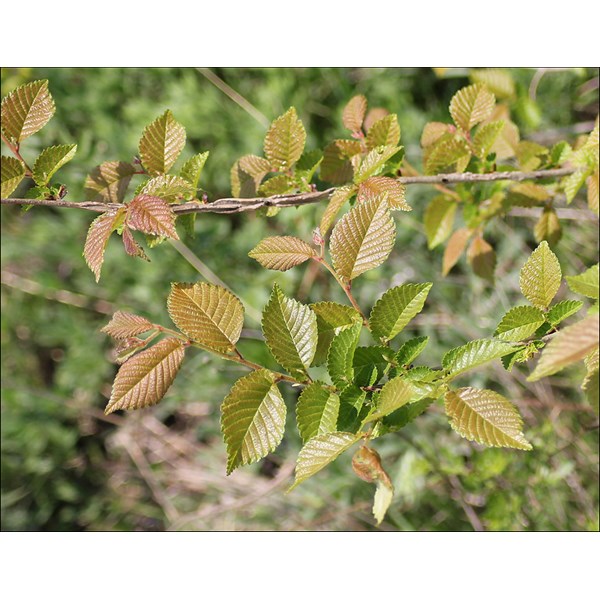 Вяз малый (пробковый)