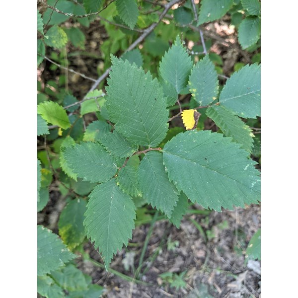 Вяз малый (пробковый)