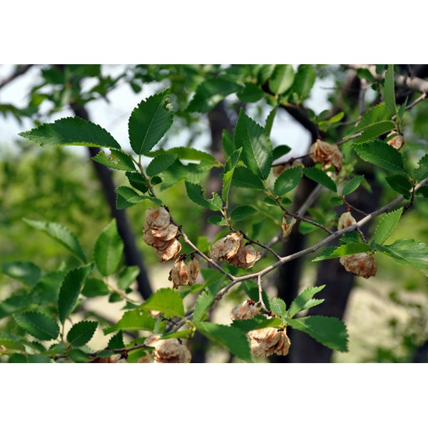 Вяз малый (пробковый)