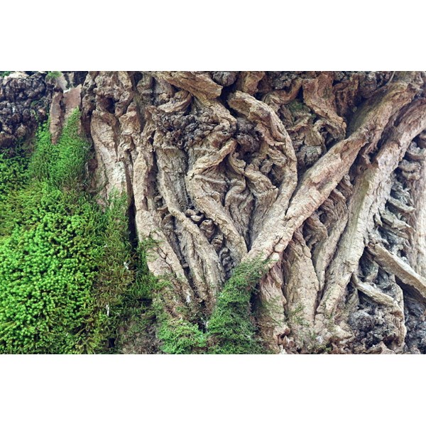 Вяз малый (пробковый)