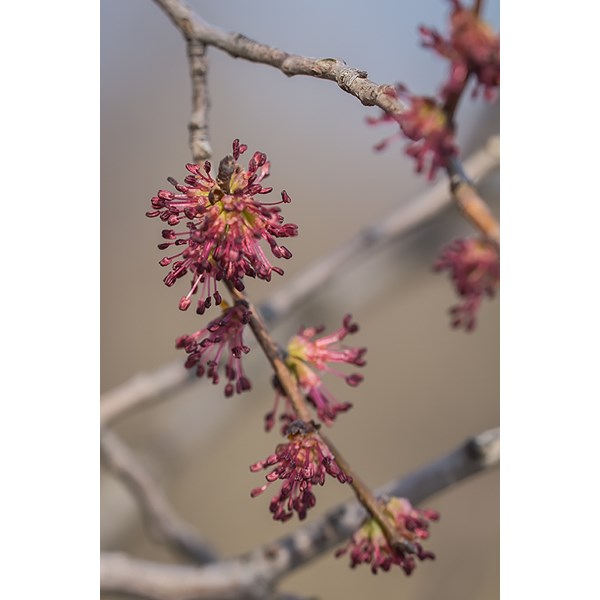 Вяз малый (пробковый)