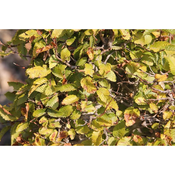 Вяз малый (пробковый)