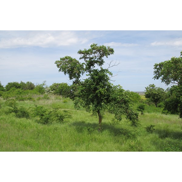 Вяз малый (пробковый)