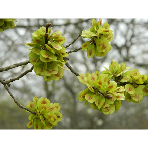 Вяз малый (пробковый)