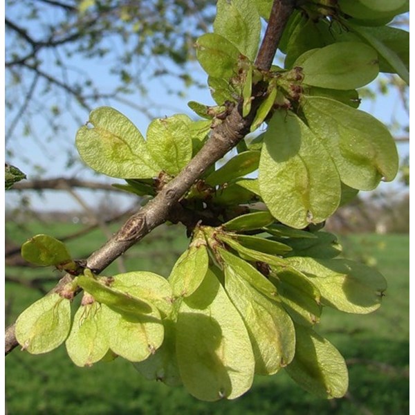 Вяз малый (пробковый)