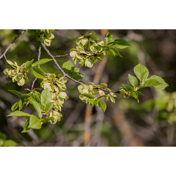 Вяз малый (пробковый)