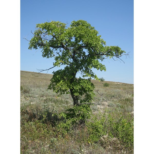 Вяз малый (пробковый)