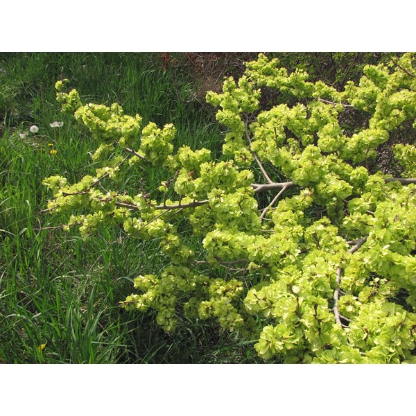 Вяз малый (пробковый)