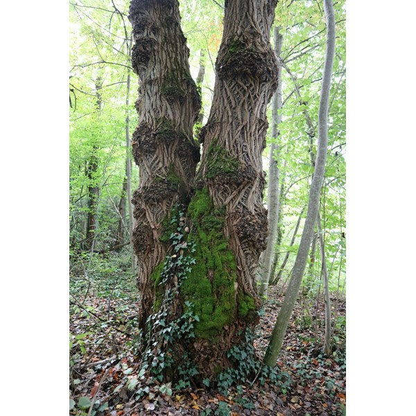 Вяз малый (пробковый)