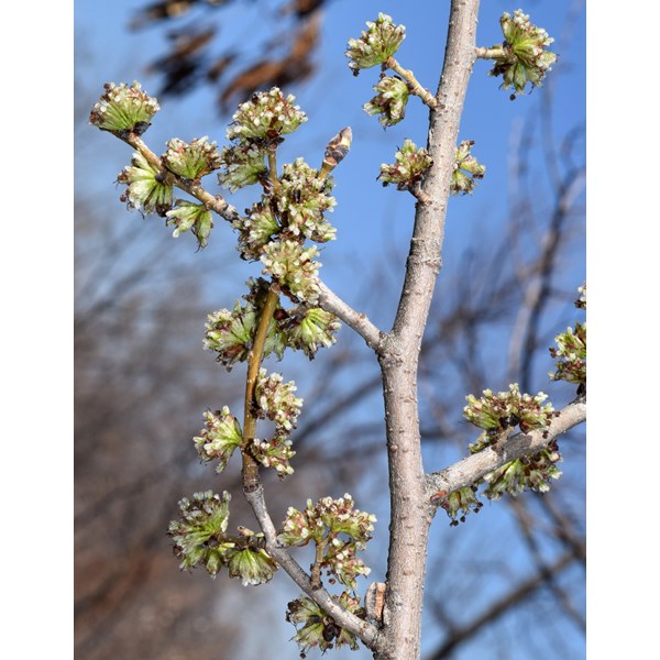 Вяз малый (пробковый)