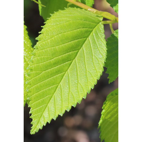 Вяз малый (пробковый)