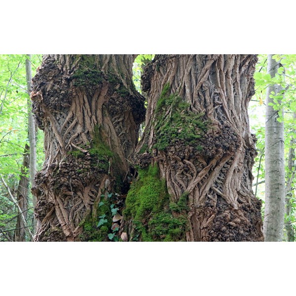 Вяз малый (пробковый)