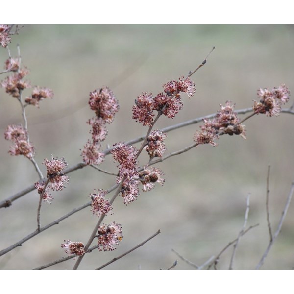 Вяз малый (пробковый)