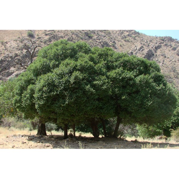 Вяз малый (пробковый)